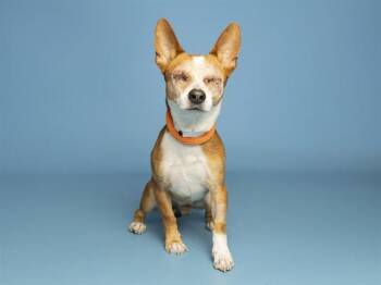 FABIO -  Chihuahua and Mixed Breed Dog for Adoption in Phoenix, Arizona - FABIO | PetCurious
