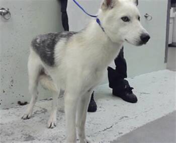 A2086384 -  Husky and Mixed Breed Dog for Adoption in Houston, Texas - A2086384 | PetCurious