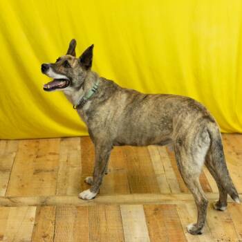 Shepherd and Akita Dogs Available for Adoption in East St. Louis, Illinois - Silver (Sponsored) | PetCurious