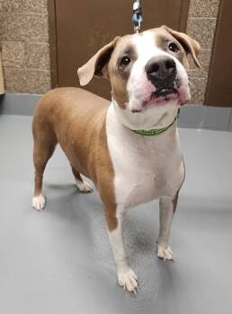 Rescue Mixed Breed Dogs for Adoption in Eugene, Oregon - Sadie | PetCurious