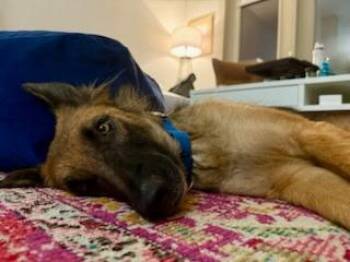 German Shepherd Dog Dogs Available for Adoption - Shakira  | PetCurious