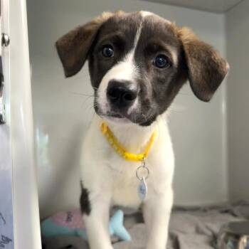 Austin -  Australian Shepherd and Mixed Breed Dog for Adoption in Saint Charles, Missouri - Austin | PetCurious