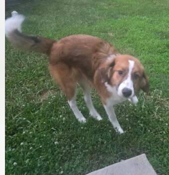 Bluey cs -  Great Pyrenees Dog for Adoption in Columbia, Maryland - Bluey Cs | PetCurious