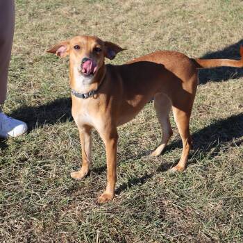 Hound and Beagle Dogs Available for Adoption - Zoey - Paws Behind Bars Prison Trained | PetCurious
