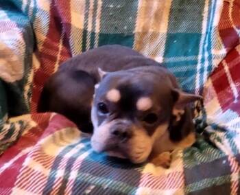 French Bulldog Dogs Available for Adoption - Blue/tan/wht Female Frenchie  | PetCurious