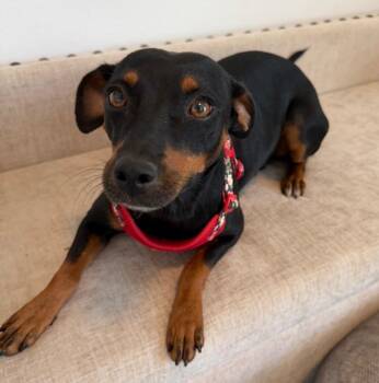 Lua - The Lover Girl -  Miniature Pinscher and Dachshund Dog for Adoption in Carolina, Carolina - Lua - The Lover Girl | PetCurious
