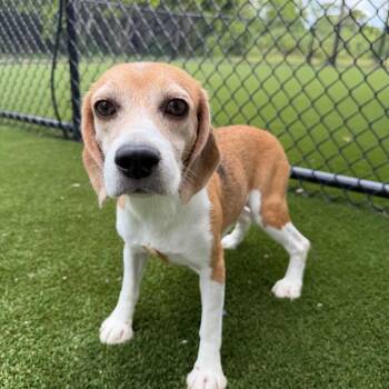 Clover 5684 -  Beagle Dog for Adoption in Loxahatchee Groves, Florida - Clover 5684 | PetCurious