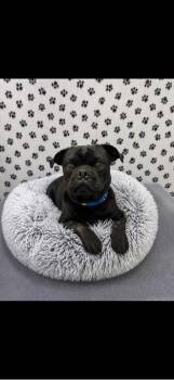 Pug Dogs Available for Adoption in Brookings, Oregon - Pugsley | PetCurious