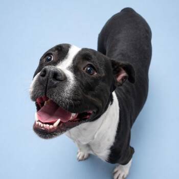 Mixed Breed Dogs Available for Adoption in Cheyenne, Wyoming - Hallie | PetCurious
