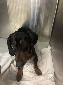 OLIVER -  Dachshund Dog for Adoption in Doral, Florida - OLIVER | PetCurious