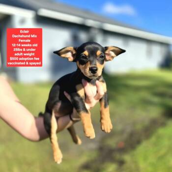 Eclair -  Dachshund Dog for Adoption in Oviedo, Florida - Eclair | PetCurious