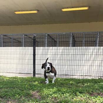 Bingles -  Basset Hound and Mixed Breed Dog for Adoption in Webster, Texas - Bingles | PetCurious
