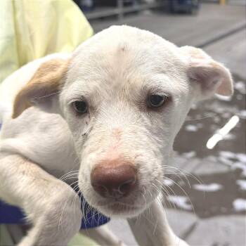 Cady -  Mixed Breed Dog for Adoption in Las Cruces, New Mexico - Cady | PetCurious