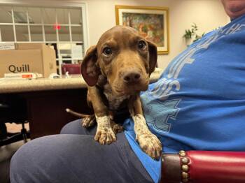 Labrador Retriever Dogs Available for Adoption - Jury | PetCurious