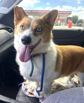 Garrett -  Cardigan Welsh Corgi Dog for Adoption in Washington, District Of Columbia - Garrett | PetCurious