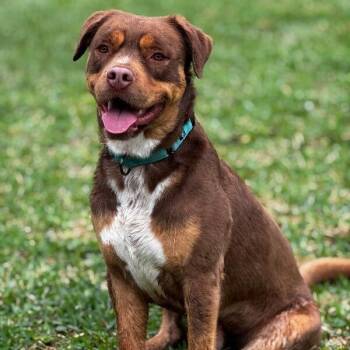 American Staffordshire Terrier and Labrador Retriever Dogs Available for Adoption - Club Scout The Ultimate Pal | PetCurious