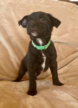 Labrador Retriever Dogs Available for Adoption - Barney | PetCurious