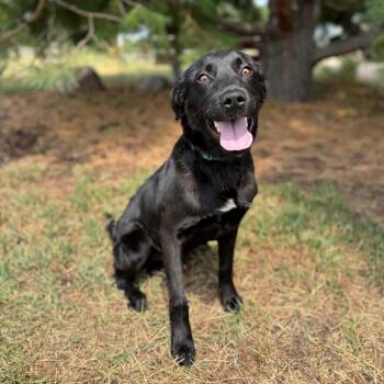 Wilbur--In Foster***ADOPTION PENDING*** -  Labrador Retriever and Mixed Breed Dog for Adoption in Fargo, North Dakota - Wilbur--In Foster***ADOPTION PENDING*** | PetCurious