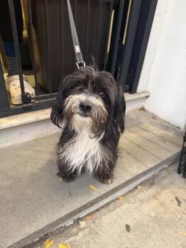 Toto -  Terrier and Maltese Dog for Adoption in New York, New York - Toto | PetCurious