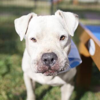 RODEY -  American Staffordshire Terrier Dog for Adoption in San Antonio, Texas - RODEY | PetCurious