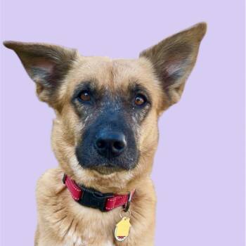 Rescue German Shepherd Dog and Mixed Breed Dogs for Adoption in Scottsdale, Arizona - Buffy | PetCurious