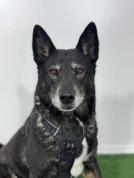 Norwegian Elkhound and Mixed Breed Dogs Available for Adoption in Carlsbad, California - Pamela-One Of Our Amazing Rescue Dogs | PetCurious