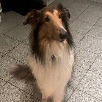 Rufus -  Collie Dog for Adoption in Dublin, Ohio - Rufus | PetCurious