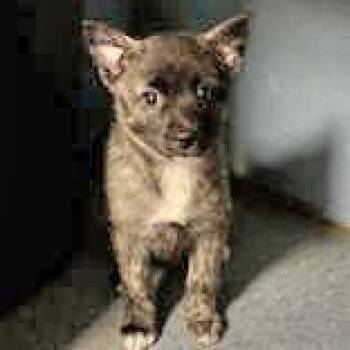 Japanese Spitz Dogs Available for Adoption - Shuga | PetCurious