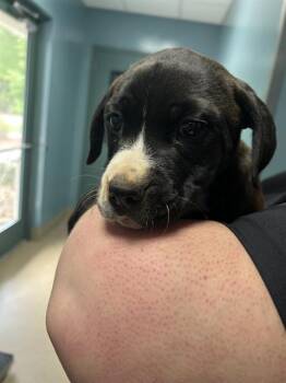MADDIE -  Pit Bull Terrier and Mixed Breed Dog for Adoption in Newton, North Carolina - MADDIE | PetCurious