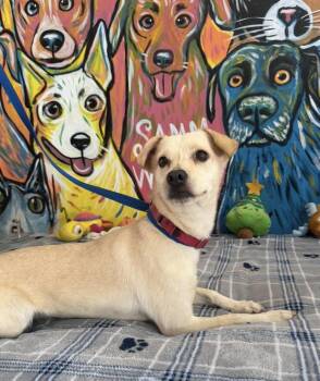 Betsy -  Chihuahua Dog for Adoption in New York, New York - Betsy | PetCurious