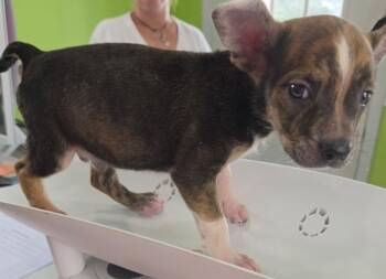 Moose -  Hound Dog for Adoption in Cleveland, Tennessee - Moose | PetCurious