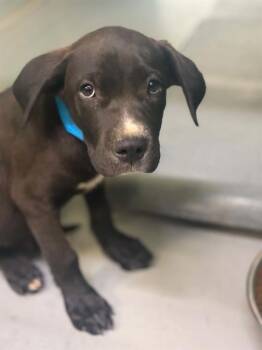 A255435 -  Labrador Retriever and Mixed Breed Dog for Adoption in Visalia, California - A255435 | PetCurious