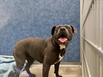 KOOL -  Pit Bull Terrier Dog Available for Adoption in Loveland, Colorado - KOOL | PetCurious