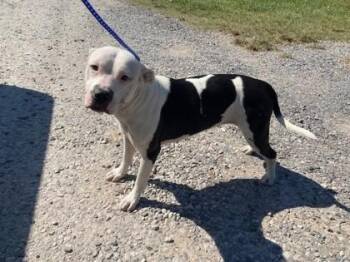 Elsie -  Pit Bull Terrier and Mixed Breed Dog for Adoption in Port Allen, Louisiana - Elsie | PetCurious