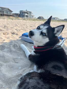 Lucy -  Husky Dog for Adoption in New York, New York - Lucy | PetCurious