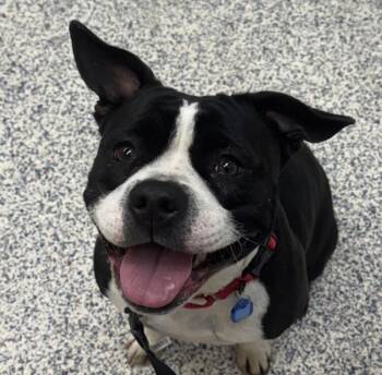 Rescue Pit Bull Terrier and American Bulldog Dogs for Adoption in Golden, Colorado - Pooch | PetCurious