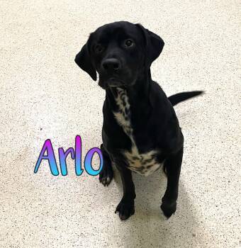 Arlo -  Labrador Retriever Dog for Adoption in Muncie, Indiana - Arlo | PetCurious