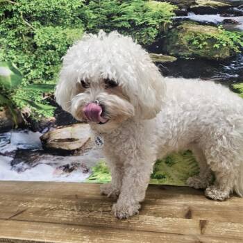 Baby -  Bichon Frise Dog for Adoption in Normal, Illinois - Baby | PetCurious