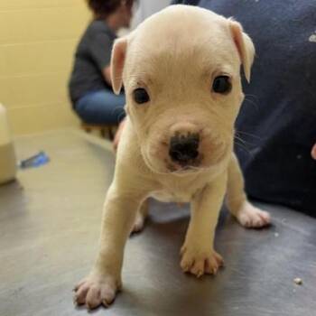 Milk Bar -  American Bulldog and Mixed Breed Dog for Adoption in New Fairfield, Connecticut - Milk Bar | PetCurious