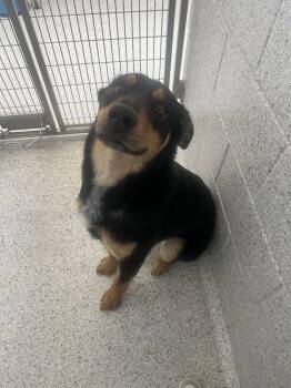 Shepherd and Mixed Breed Dogs Available for Adoption in Bowling Green, Ohio - Chadwick | PetCurious