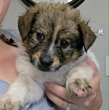 Mixed Breed Dogs Available for Adoption in Mesa, Arizona - Penn | PetCurious