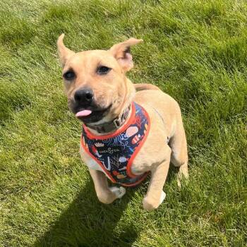 American Staffordshire Terrier Dogs Available for Adoption in Logan, Utah - Leslie | PetCurious