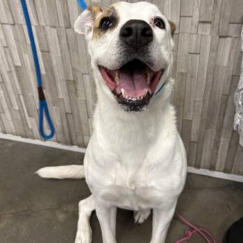 Rescue Labrador Retriever and Terrier Dogs for Adoption in Tampa, Florida - Bug | PetCurious