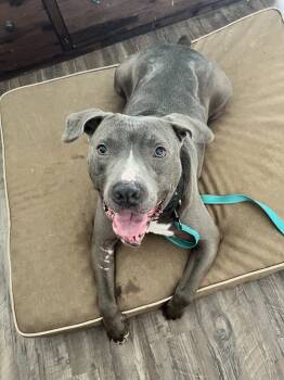 Rescue Pit Bull Terrier Dogs for Adoption in Stahlstown, Pennsylvania - Dexter | PetCurious