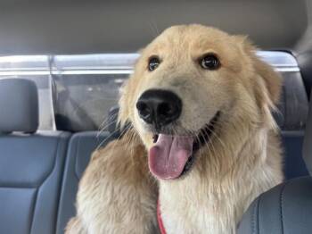 CHIP -  Golden Retriever and Great Pyrenees Dog for Adoption in Grand Prairie, Texas - CHIP | PetCurious