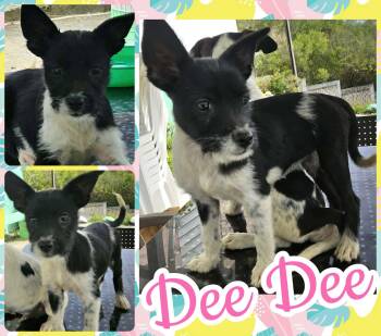 Dee Dee -  Poodle and Fox Terrier Dog for Adoption in Ringwood, New Jersey - Dee Dee | PetCurious