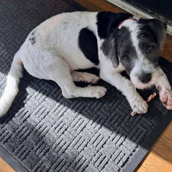 Gus -  Miniature Poodle and Miniature Schnauzer Dog for Adoption in Tylertown, Mississippi - Gus | PetCurious