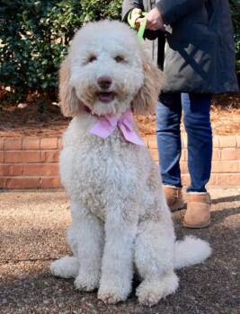 Goldendoodle Dogs Available for Adoption - Snowball | PetCurious