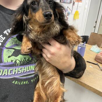 Banana -  Dachshund Dog for Adoption in Blue Springs, Missouri - Banana | PetCurious