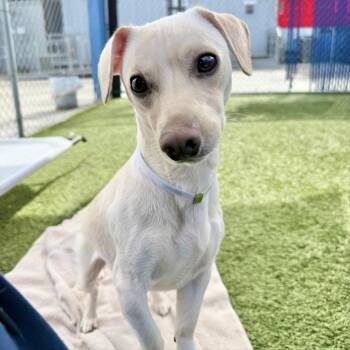 Chihuahua Dogs Available for Adoption in Long Beach, California - Thyme | PetCurious